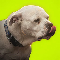 Zinga the Bulldog