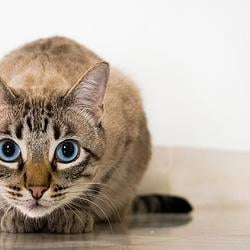 EYES