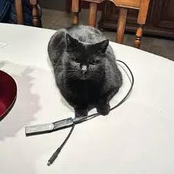 LCAT