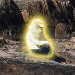 Dog / SOL