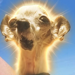 Pepe / SOL