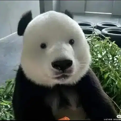 PANDO