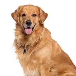 Biscuit