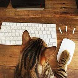CLICKCAT