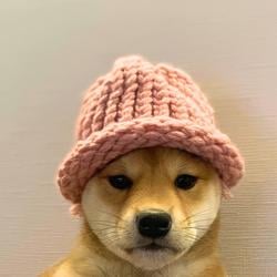 DOG$ / SOL
