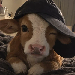 cow