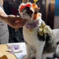 WIFCAT