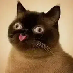 neko