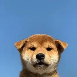 INU