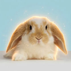 Bunny / SOL