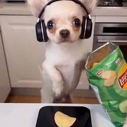 CHEWY