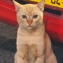 BaseSadCat / WETH