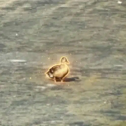 duck / SOL