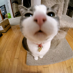 CUTECAT