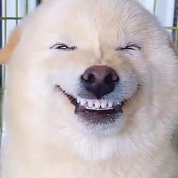 $DAWG