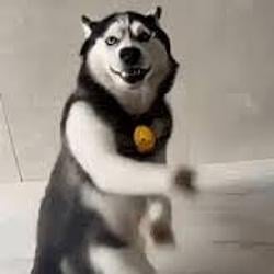HUSKY