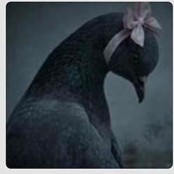 PIGEON / AAPLx