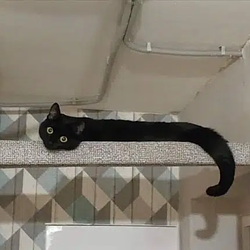 Wormcat