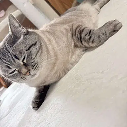 sealcat / SOL