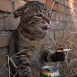 buycat