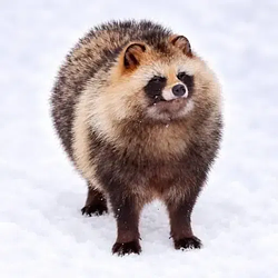 Cooninu