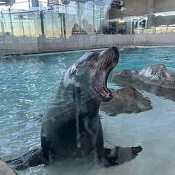 SealsUSA
