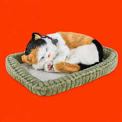 The Reddit Cat