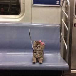$WarCat