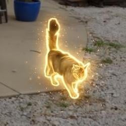 NeuraCat / SOL