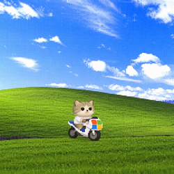 Cat On Motorcycle