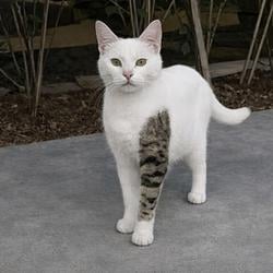 CATTOO