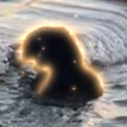 Beaver / SOL