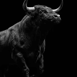 BULL / SOL