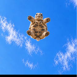 TURT