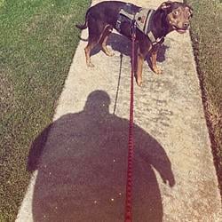 TRAUMADOG