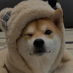 nigi