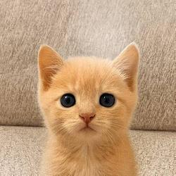 tom