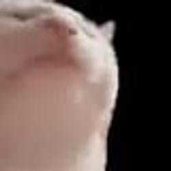 VIBECAT