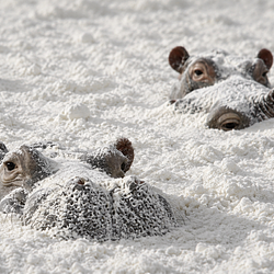 Hippos / SOL
