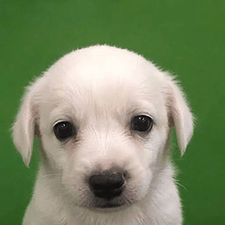 OSCAR