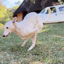 Skippy