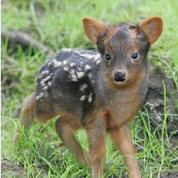 PUDU