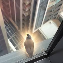 Batmyna