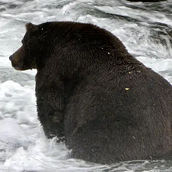 HONKYCHONK
