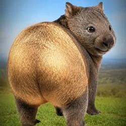 WOMBAT