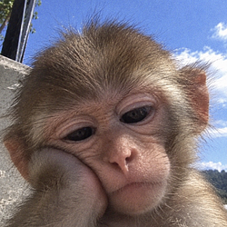 Boredape