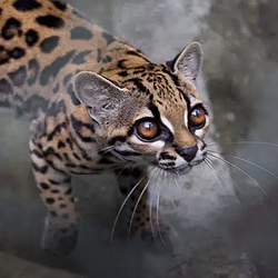 Margay