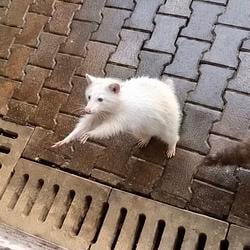 ALBINO / SOL