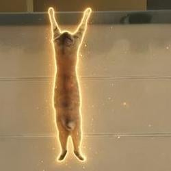 HODLCAT / SOL