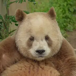 七仔